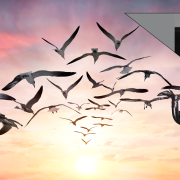 Image - chains, birds, the speaker